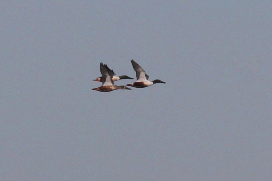 Northern Shoveler - ML21145171