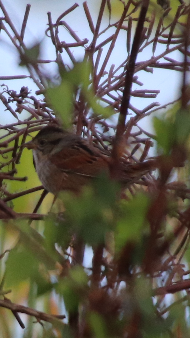 Swamp Sparrow - Ken Thayer