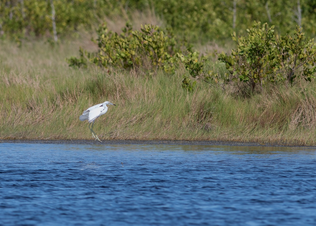 Little Blue Heron - Ed Bremer