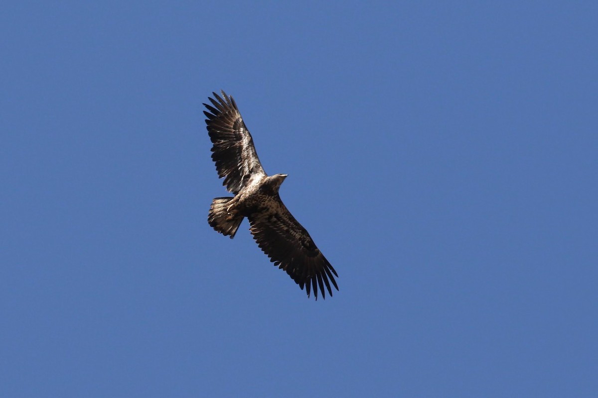 Bald Eagle - Allen Schenck