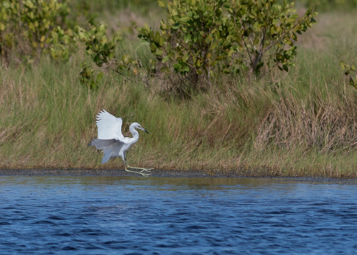 Little Blue Heron - Ed Bremer