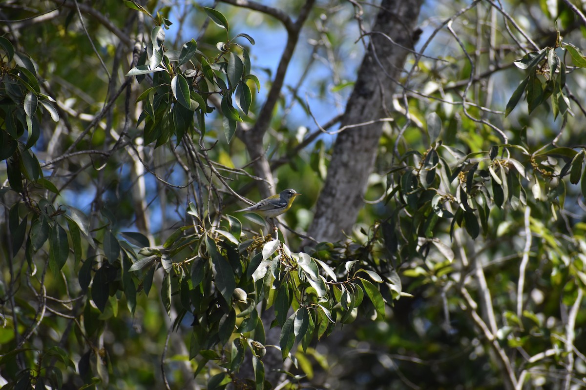 Northern Parula - ML211454861