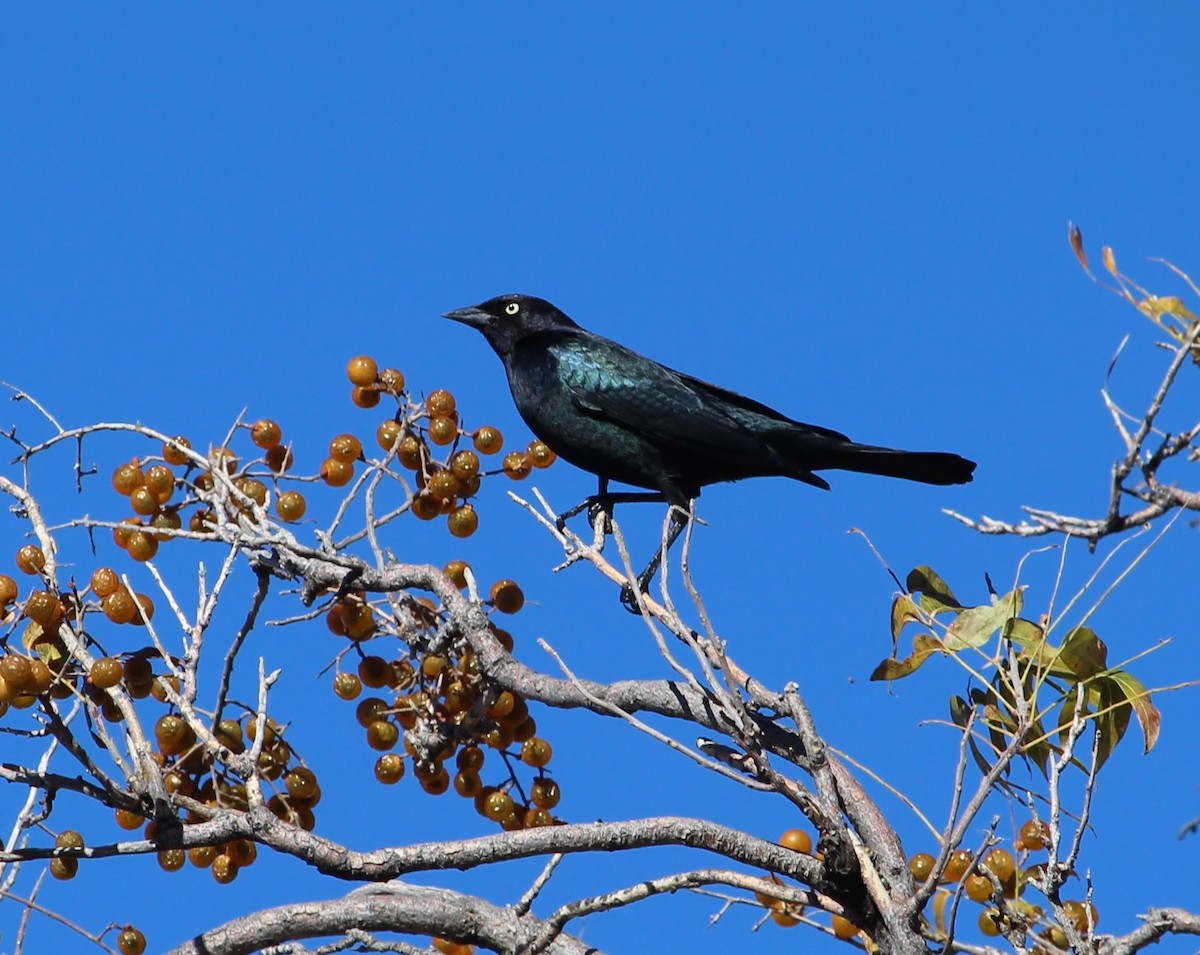 Brewer's Blackbird - Jessie  Brantwein