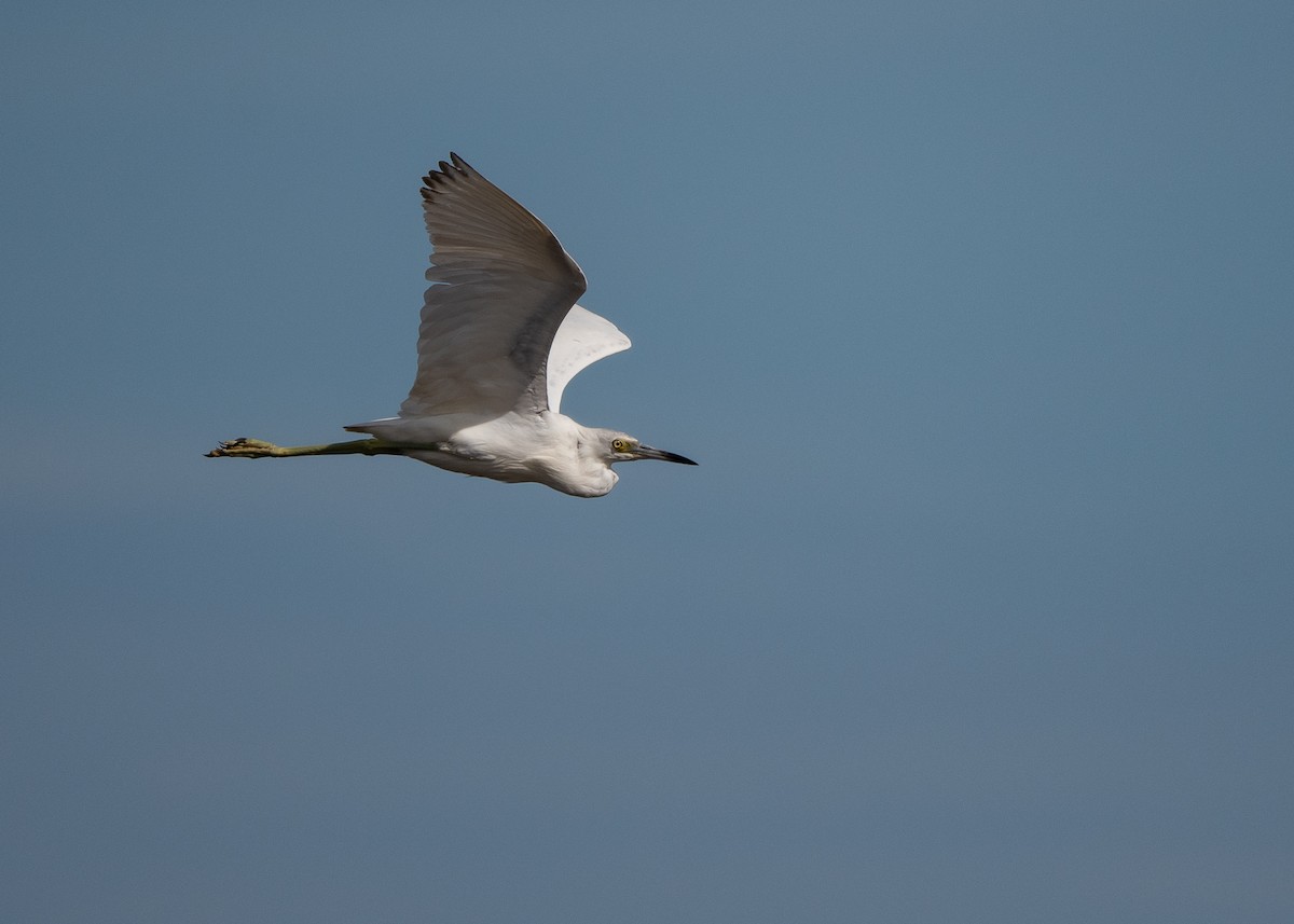 Little Blue Heron - ML211456881