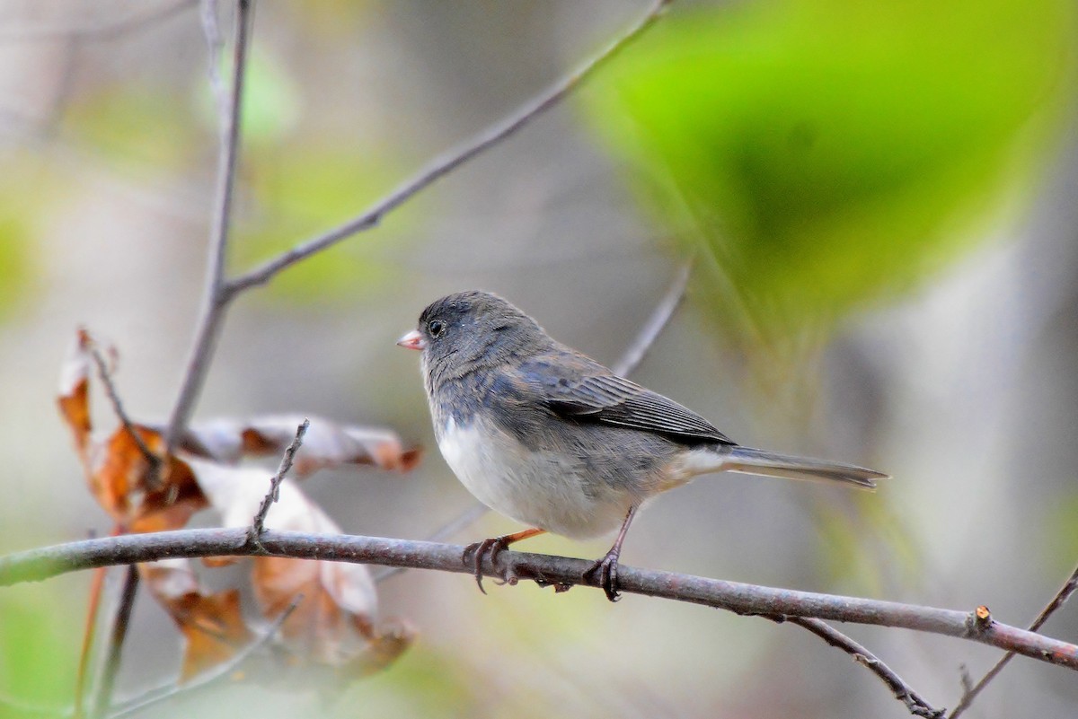 Dark-eyed Junco - ML21145721