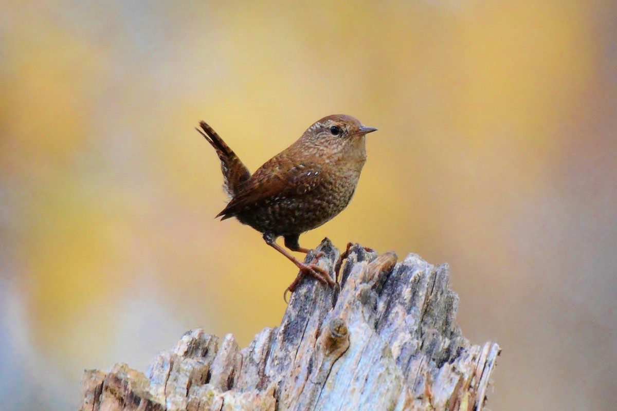 Winter Wren - ML21145731