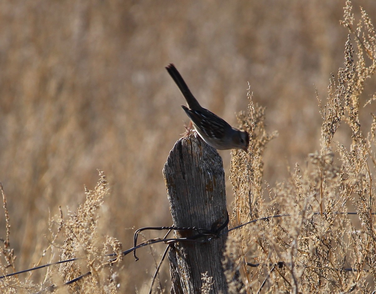 White-crowned Sparrow - ML21145841