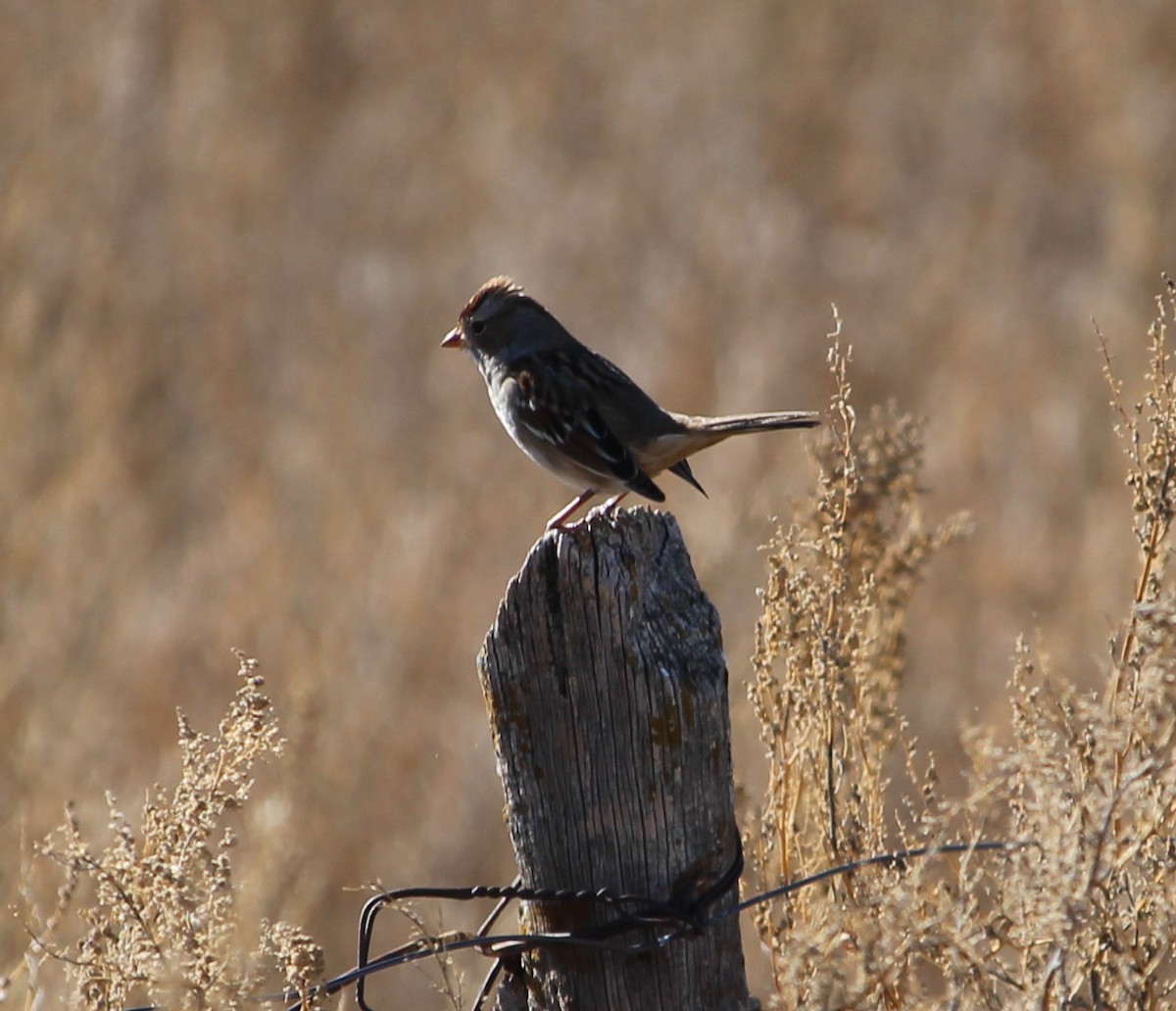 White-crowned Sparrow - Jessie  Brantwein