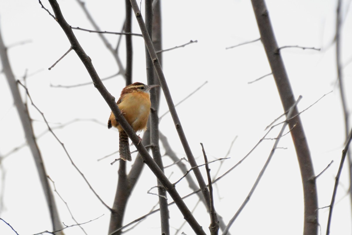 Carolina Wren - ML21145881