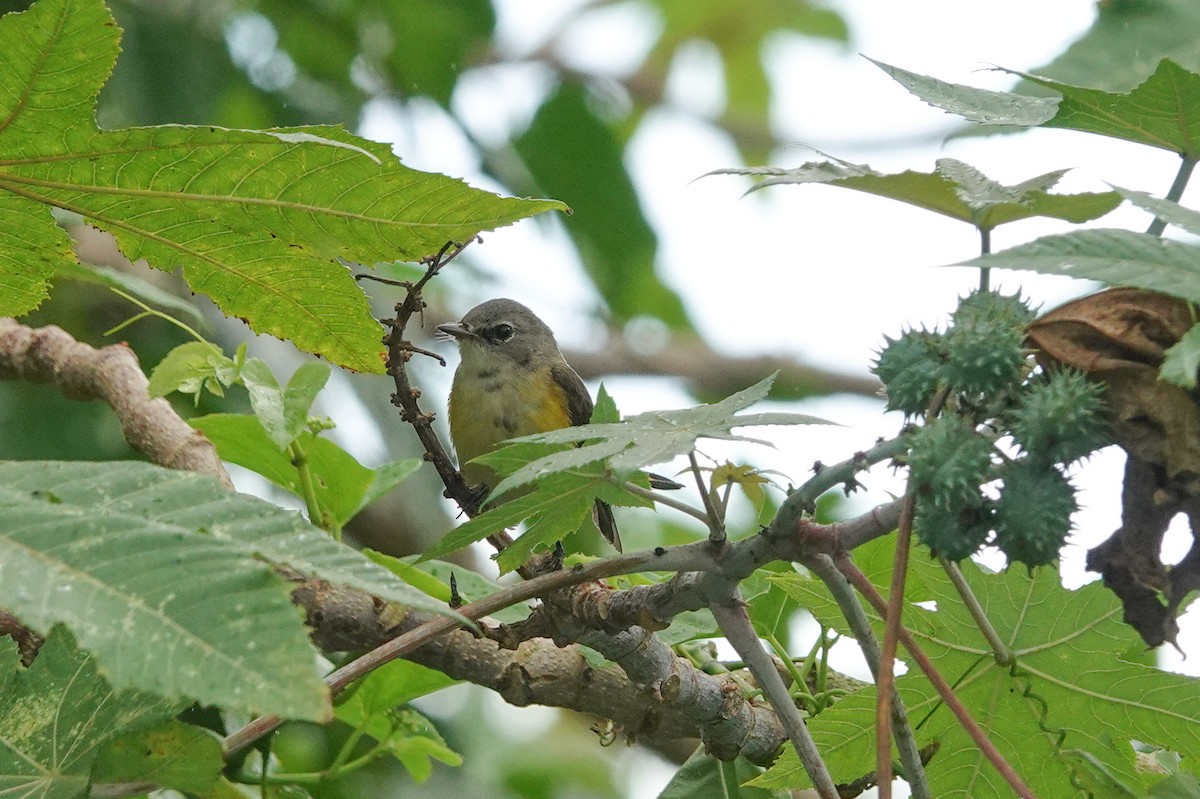 American Redstart - Scott Stafford