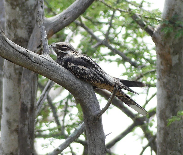 Eurasian Nightjar - ML211460911