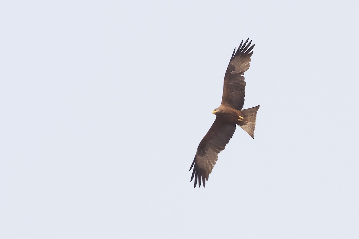 Black Kite - ML211461961