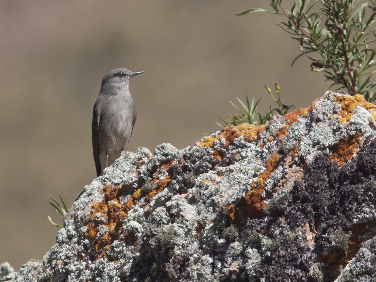 Photos - Rufous-webbed Bush-Tyrant - Cnemarchus rufipennis - Birds of ...