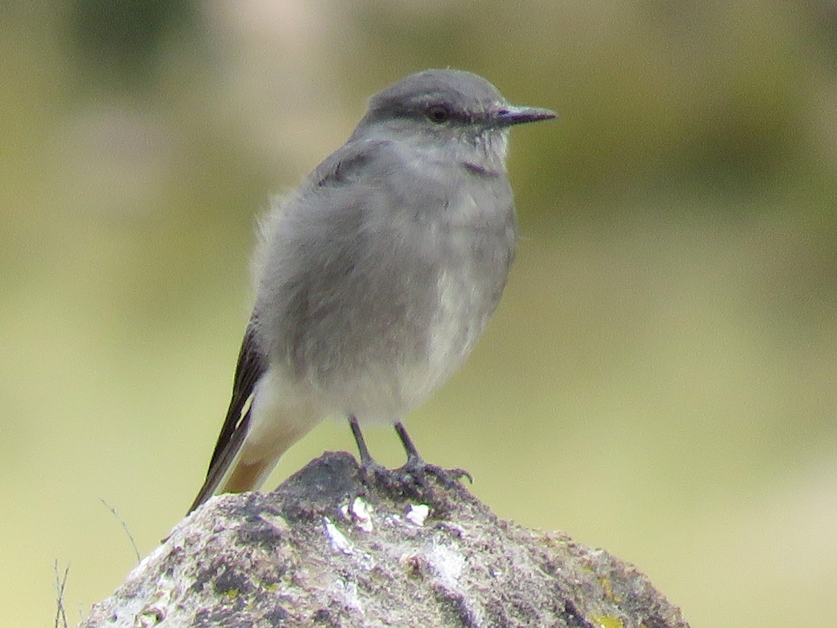 Photos - Rufous-webbed Bush-Tyrant - Cnemarchus rufipennis - Birds of ...