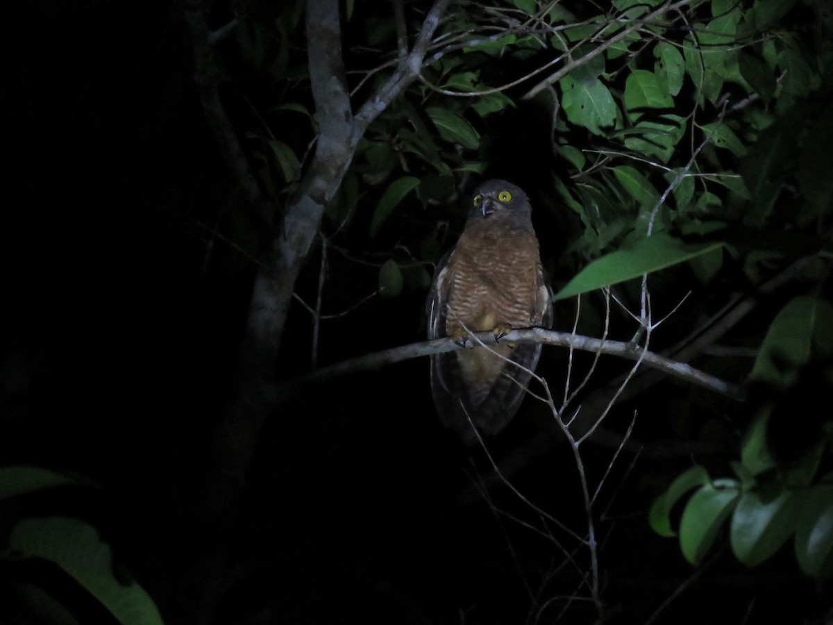 Halmahera Boobook - Simon Thornhill