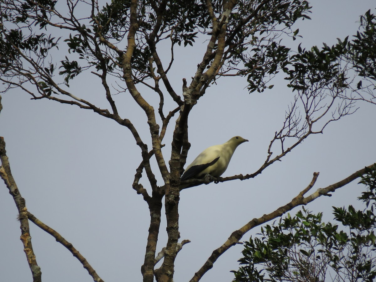 Pied Imperial-Pigeon - Simon Thornhill