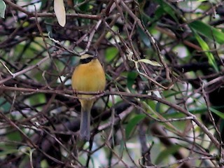  - Three-striped Hemispingus
