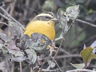  - Three-striped Hemispingus