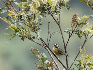  - Three-striped Hemispingus