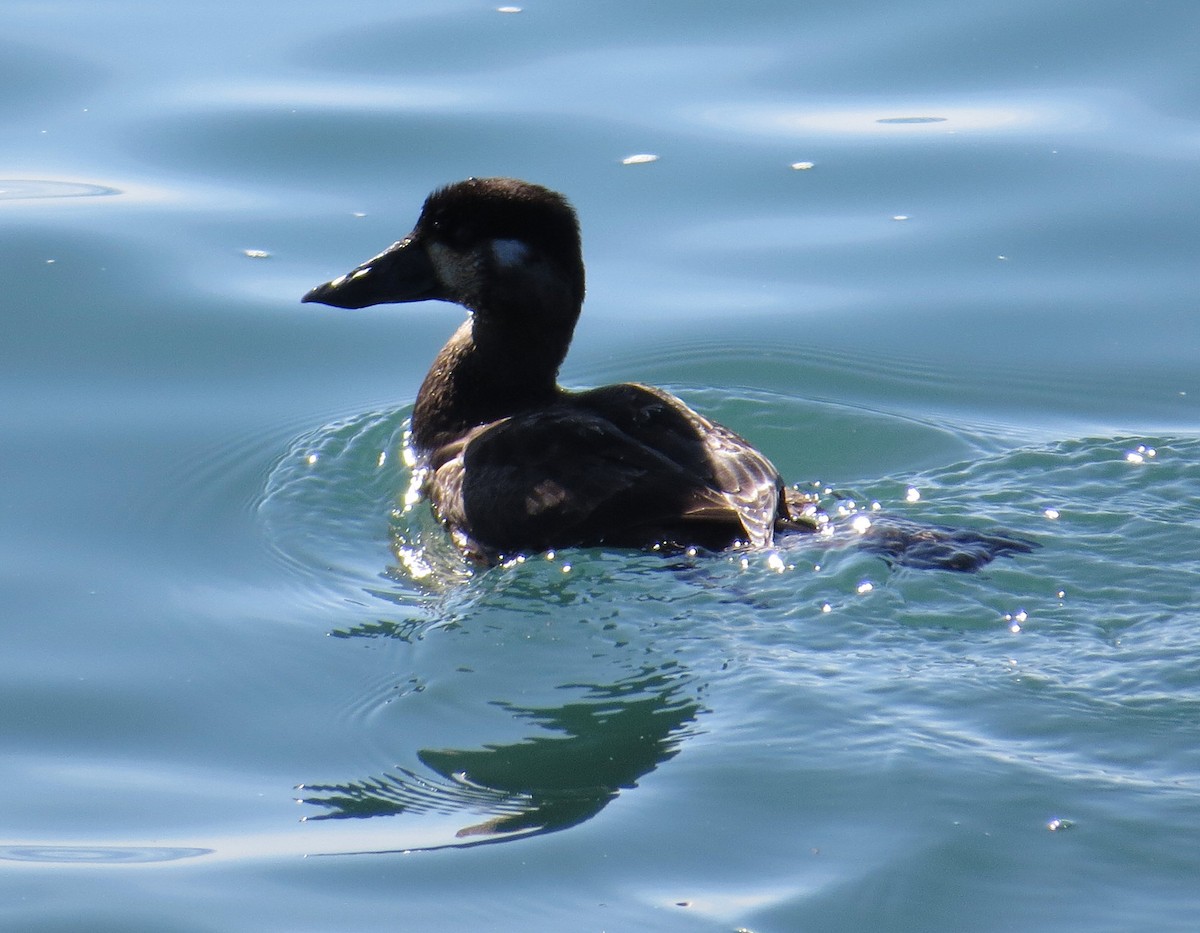 Surf Scoter - ML211465451