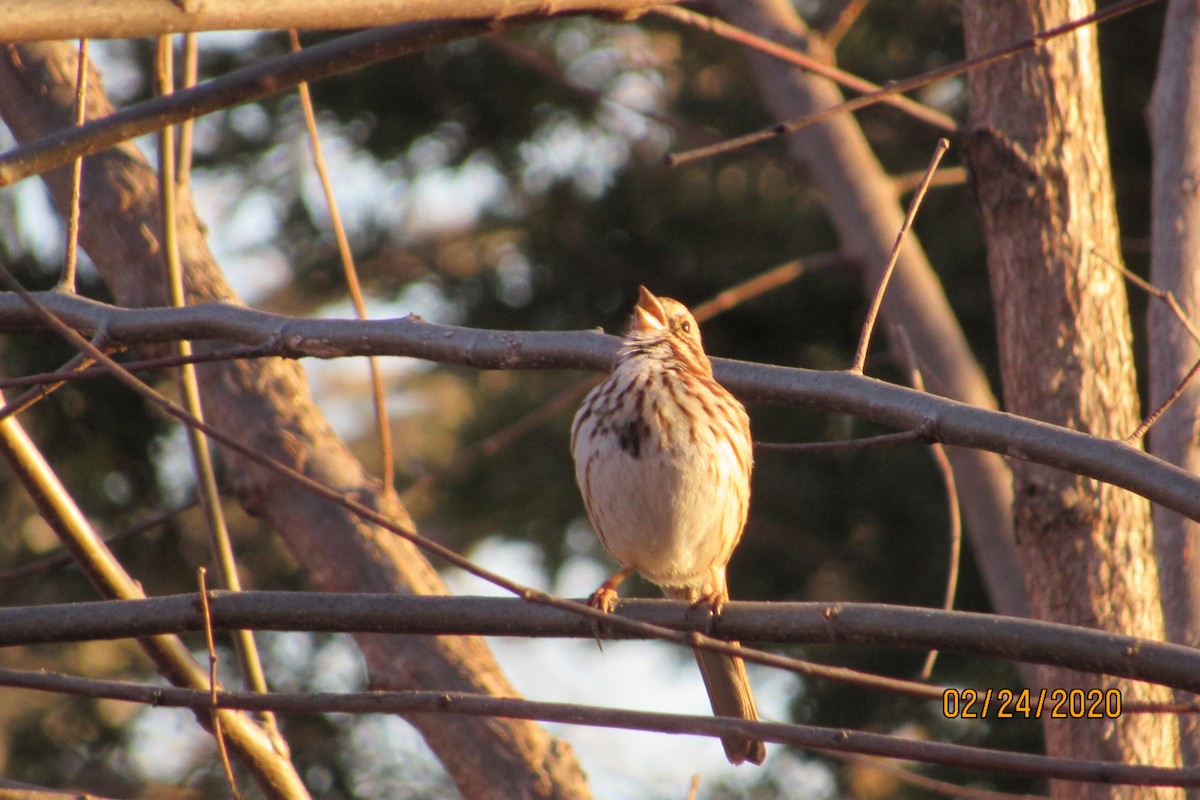 Song Sparrow - ML211465541