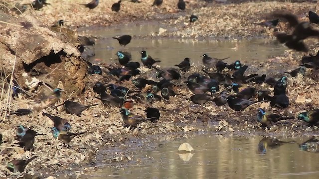 Common Grackle - ML211466521