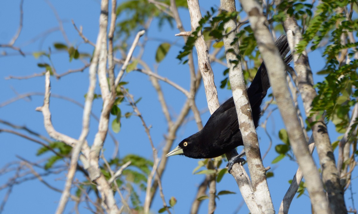 Yellow-billed Cacique (Prevost's) - Luis Trinchan