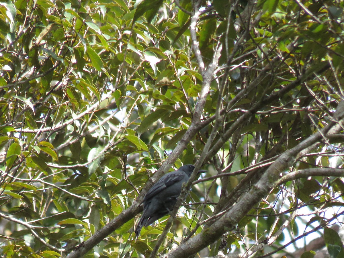 Halmahera Cuckooshrike - ML211469741