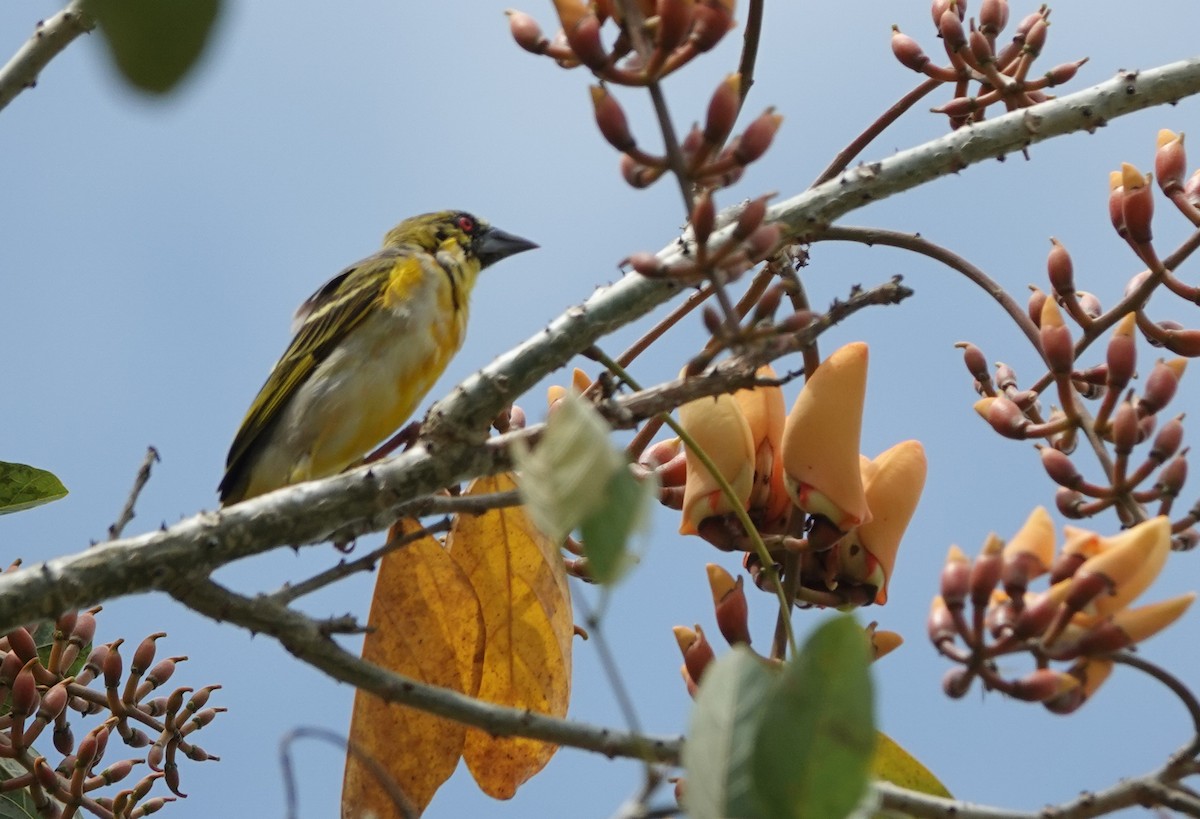 Village Weaver - ML211470581