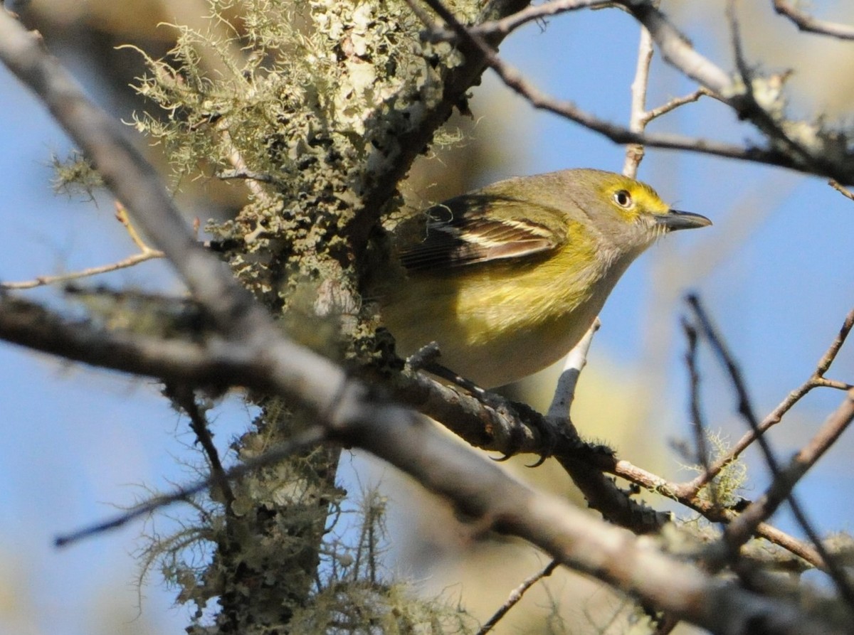 White-eyed Vireo - ML211470691