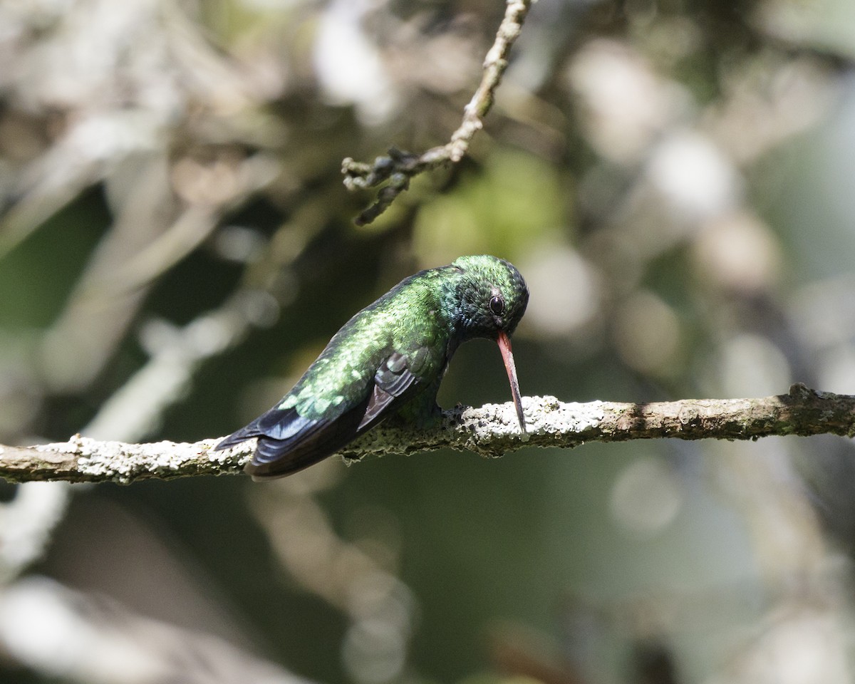 Glittering-bellied Emerald - Silvia Faustino Linhares