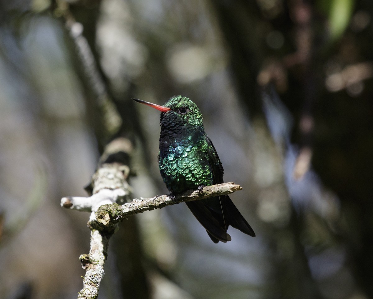 Glittering-bellied Emerald - Silvia Faustino Linhares