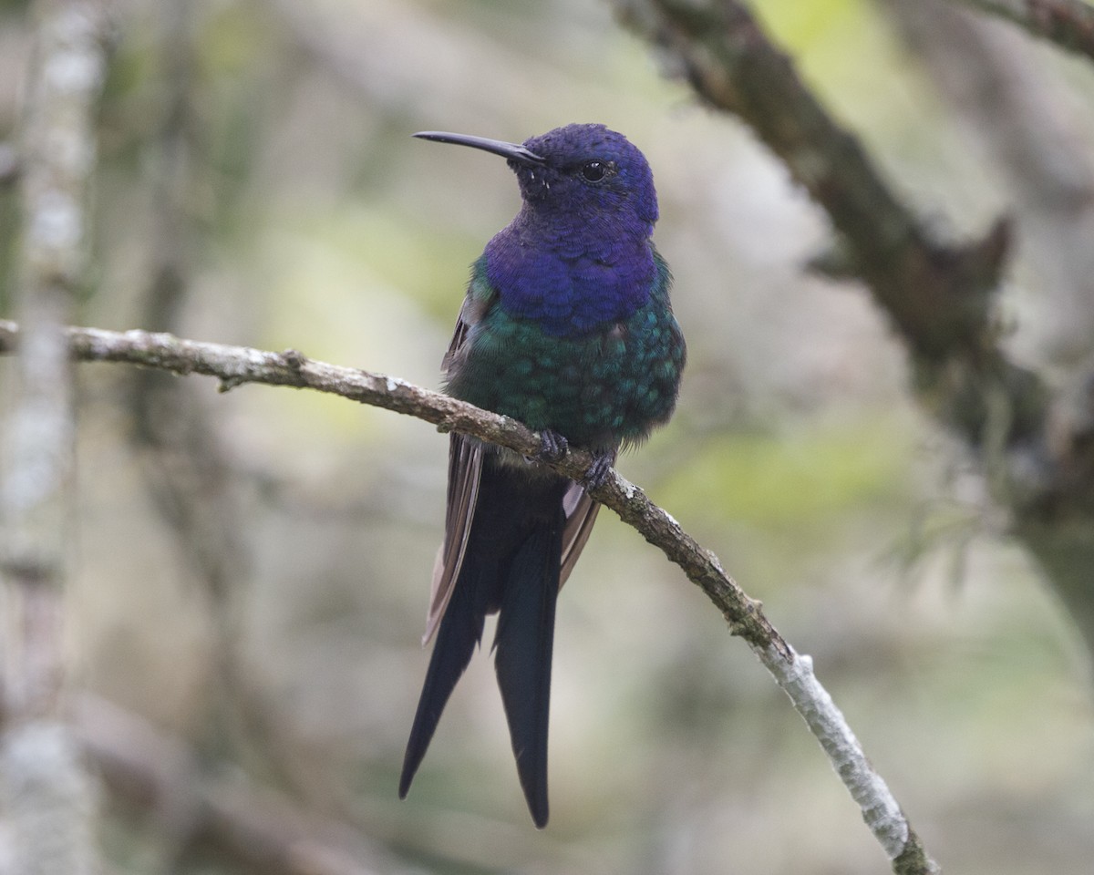 Swallow-tailed Hummingbird - Silvia Faustino Linhares