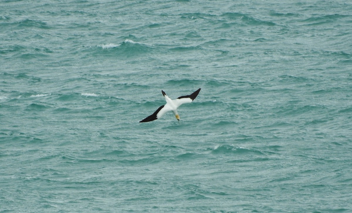 Australasian Gannet - ML21147121