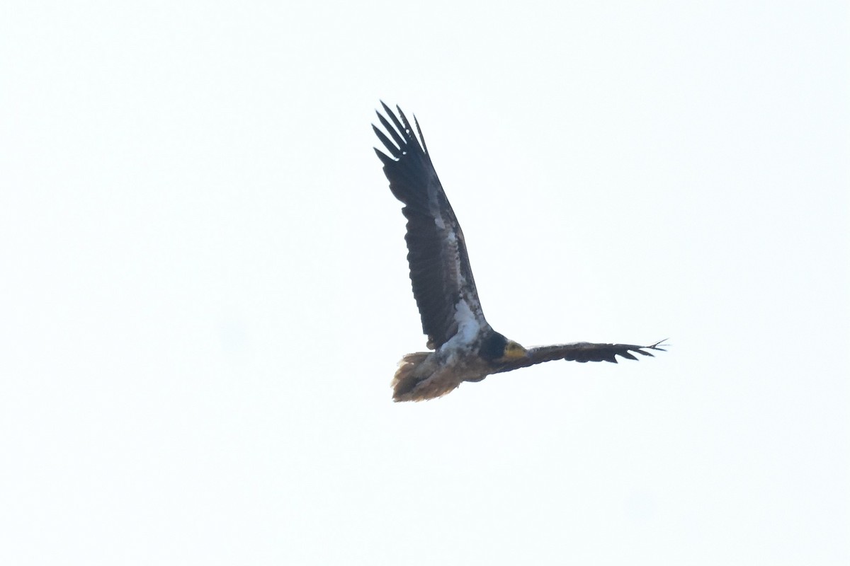 Egyptian Vulture - ML211471301