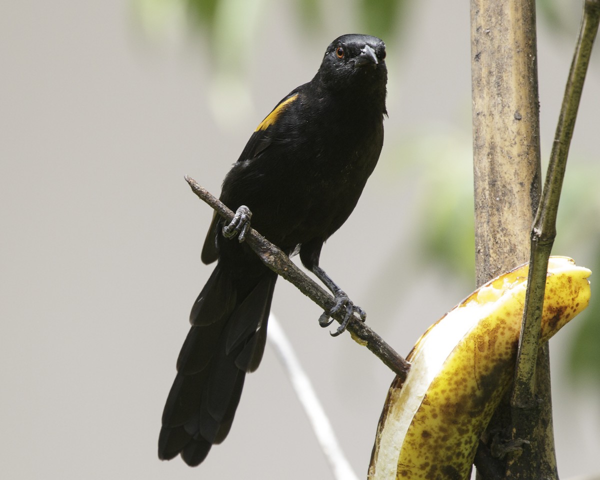 Variable Oriole - Silvia Faustino Linhares