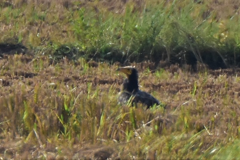 Egyptian Vulture - ML211471561