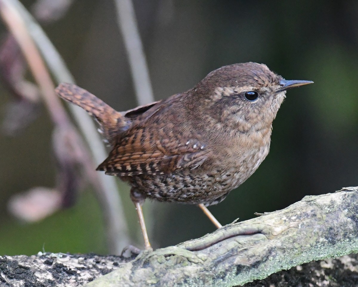 Pacific Wren - ML211471751