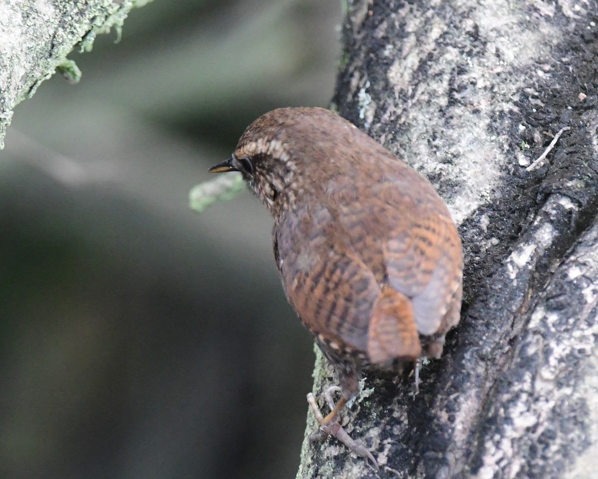 Pacific Wren - ML211471761