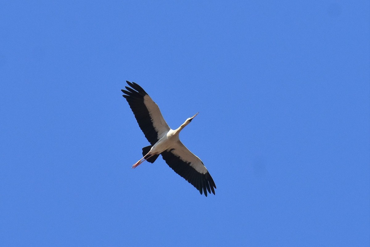 Asian Openbill - Dr. Dilip K G