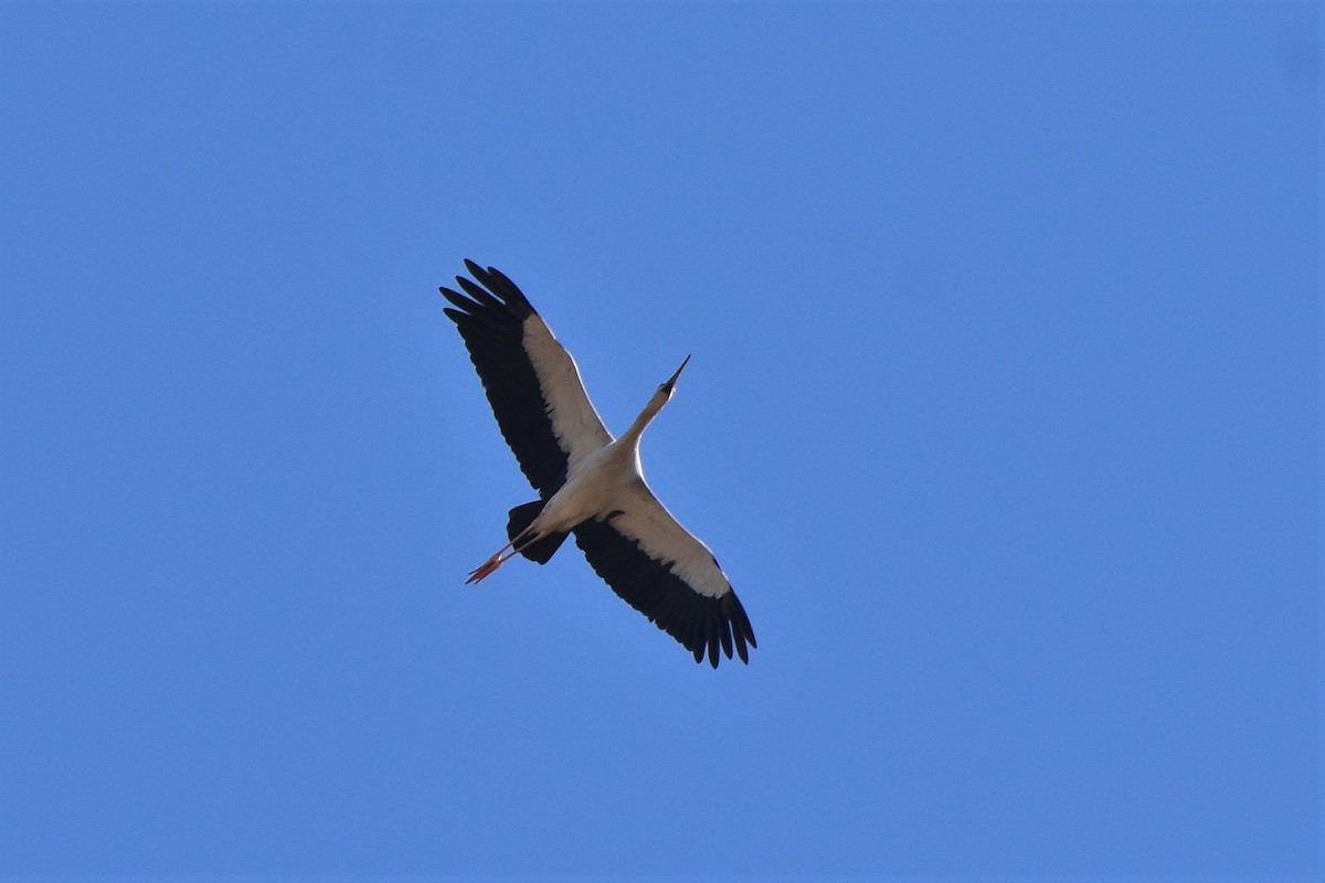 Asian Openbill - Dr. Dilip K G