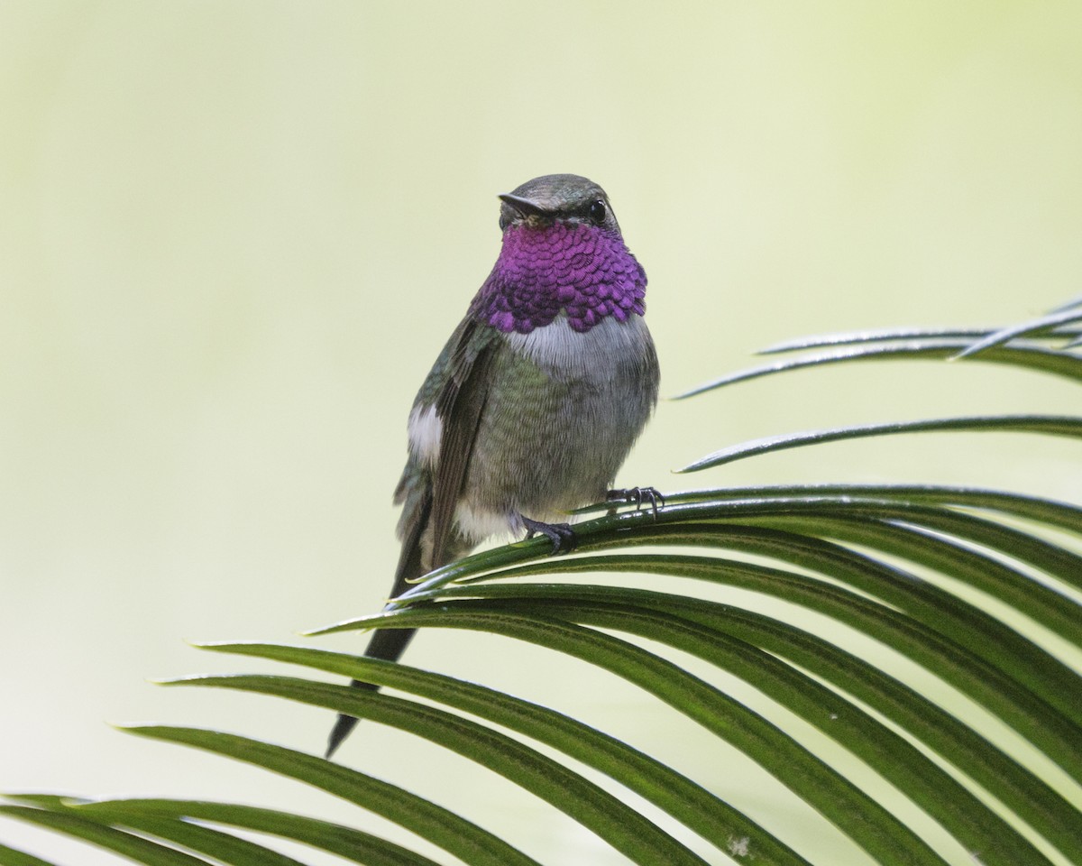 Amethyststernkolibri - ML211473181