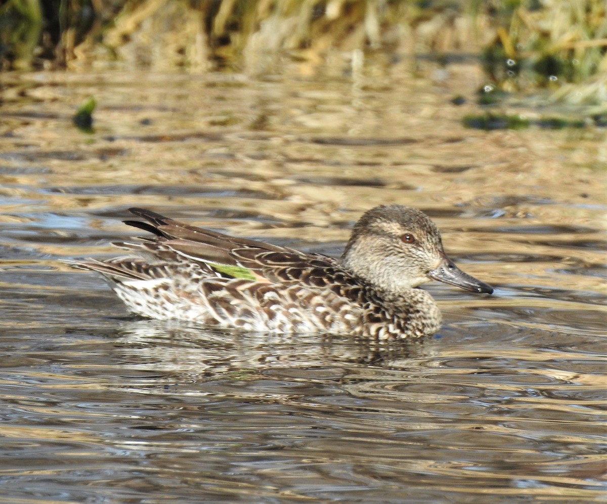 Green-winged Teal - ML211473381