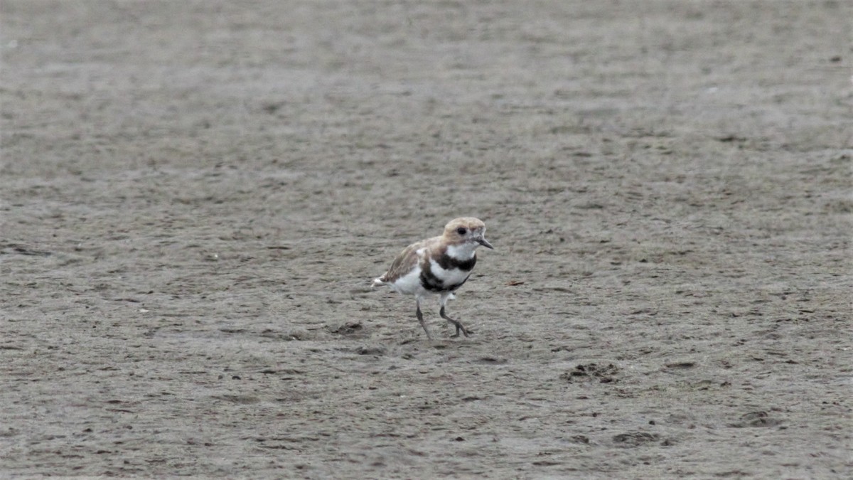 Two-banded Plover - ML211473771