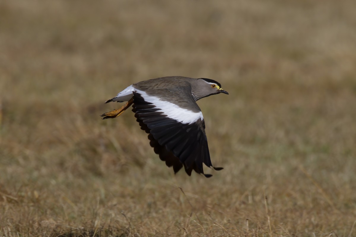 Spot-breasted Lapwing - ML211474601