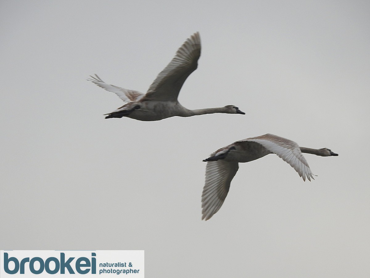 Mute Swan - ML211481251