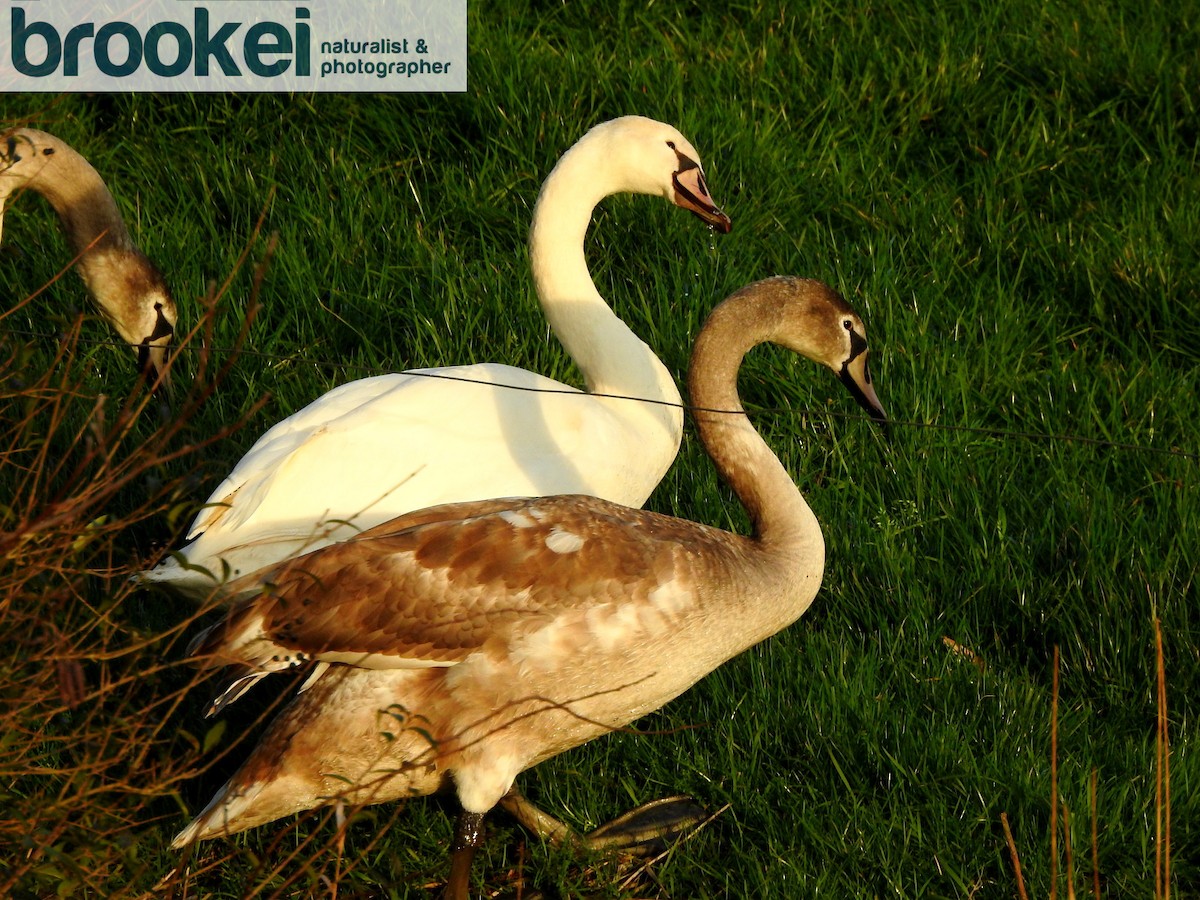 Whooper Swan - ML211481311