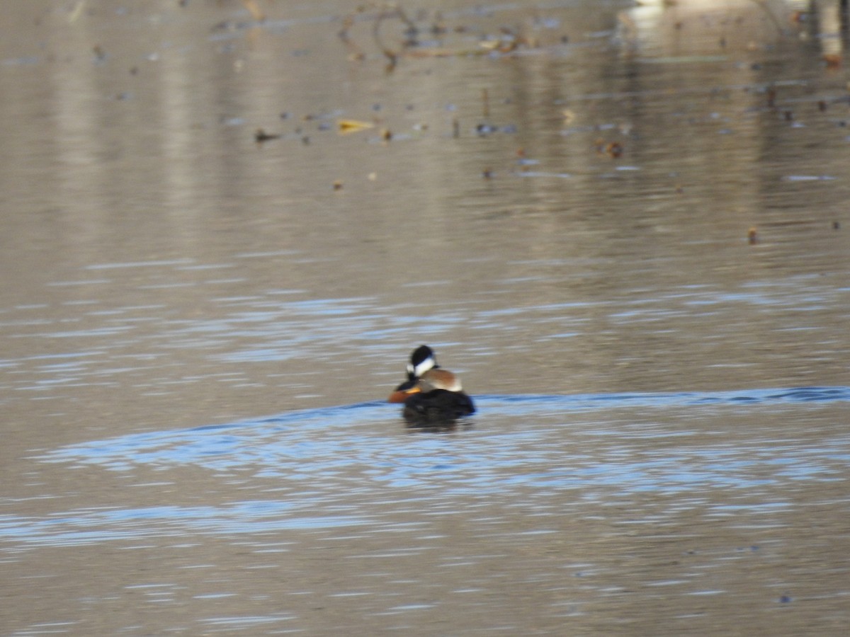 Hooded Merganser - ML211482121