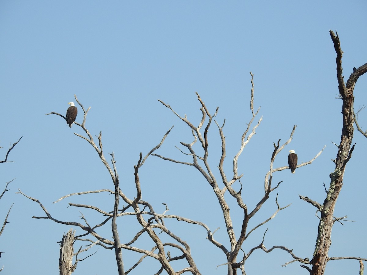 Bald Eagle - ML211482261