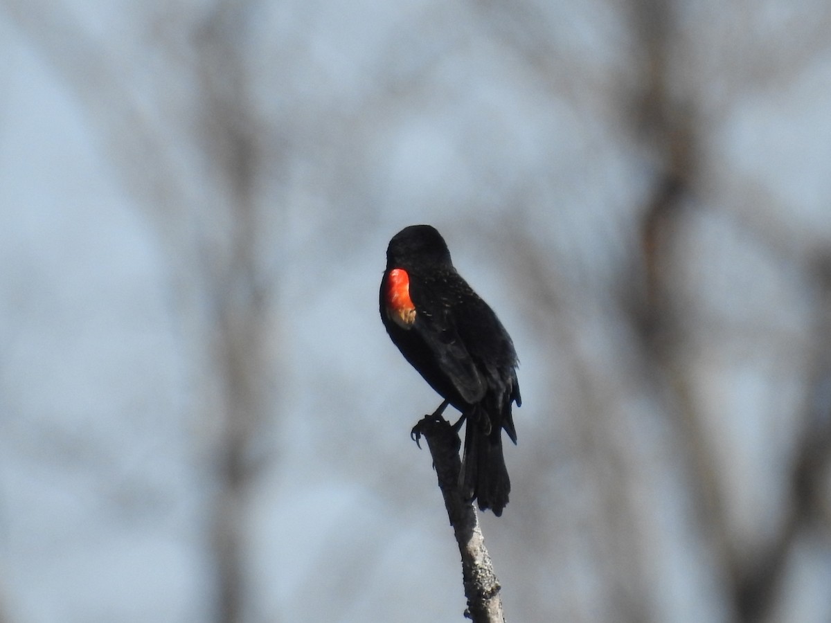 Red-winged Blackbird - ML211482301